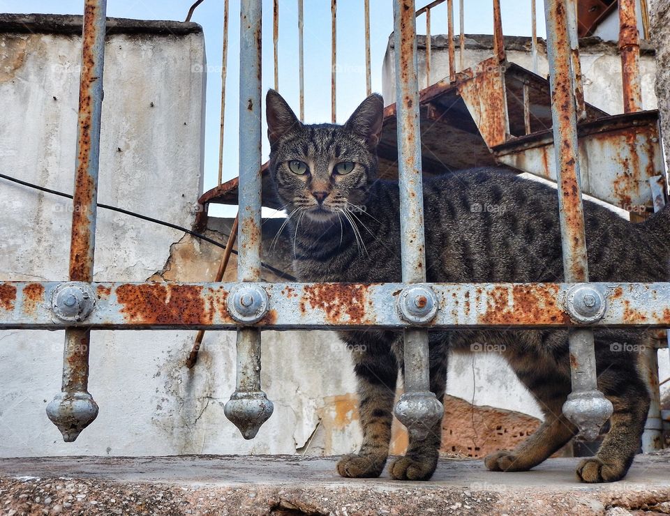 Greek cat Athens