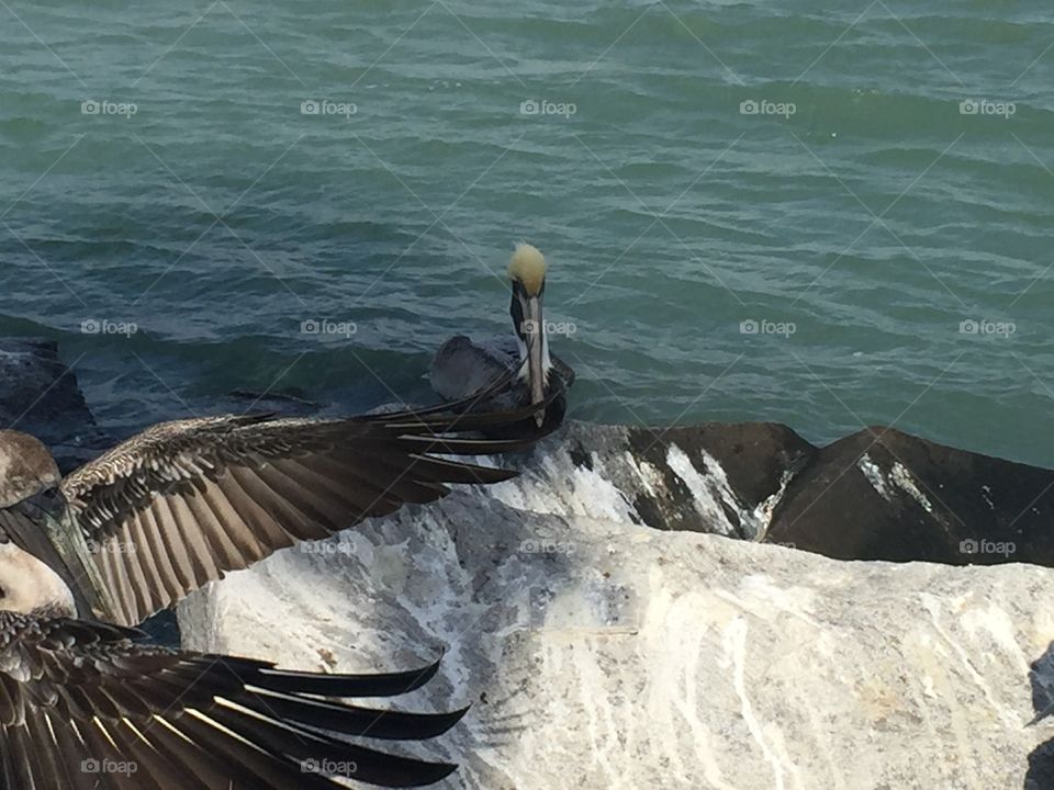 Pelicans 