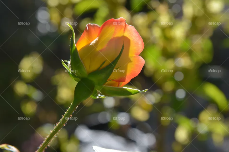 rose