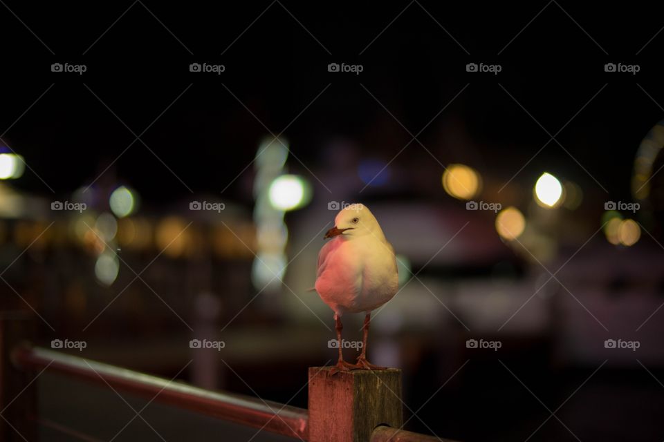 Bird waiting to be fed