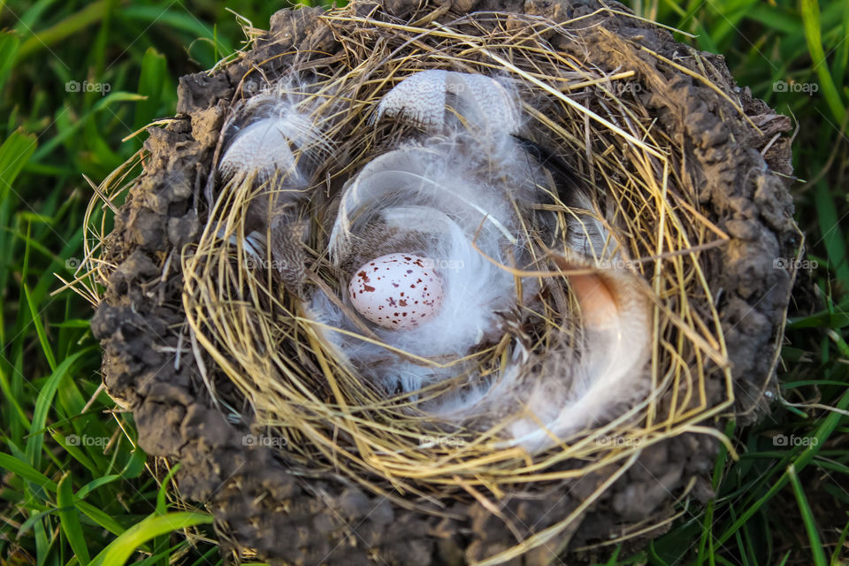 Closeup of a birds fallen nest. South Dakota 