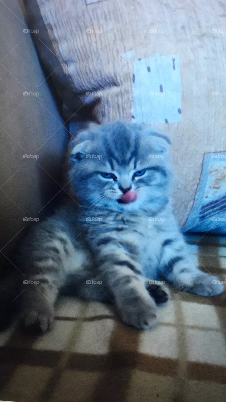 Cat