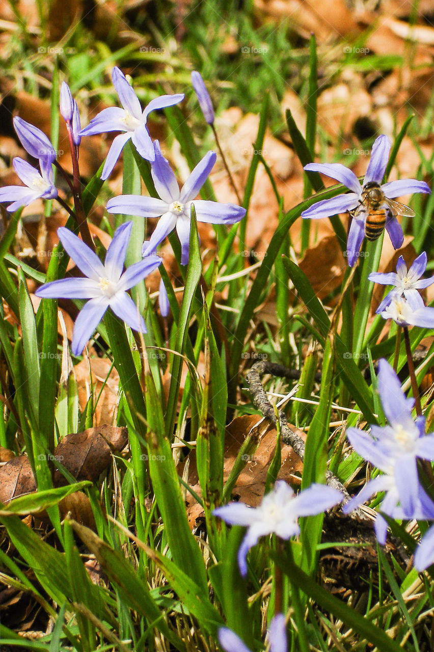 Flower II