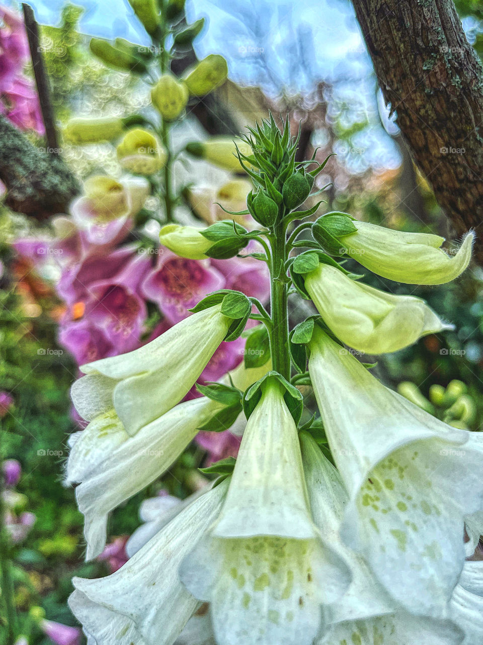 Foxgloves