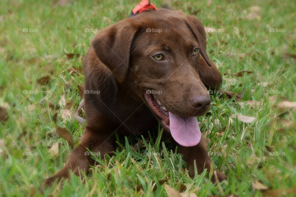 Close-up of dog