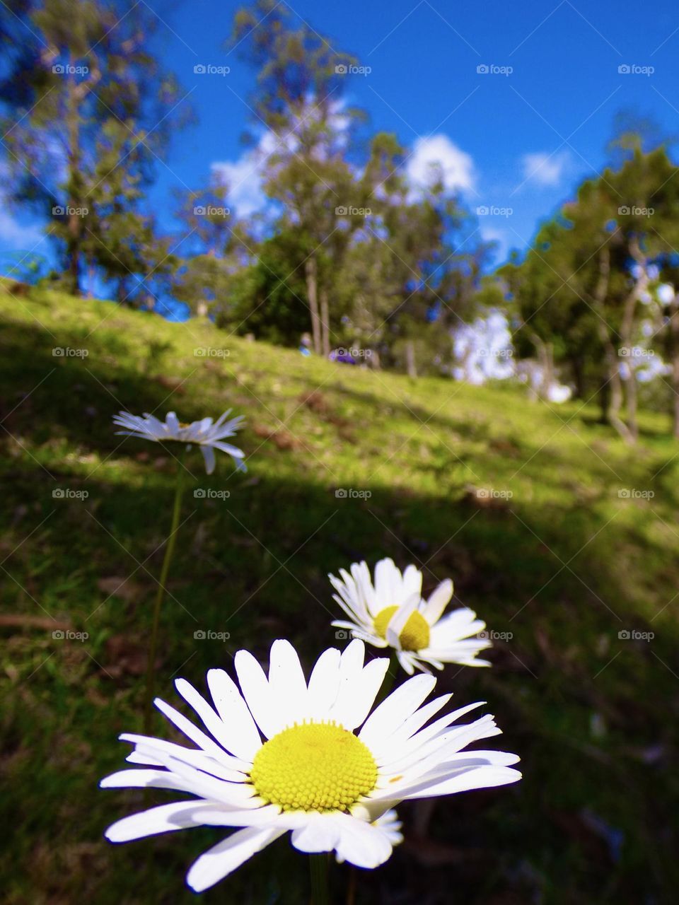 Flower. Nature