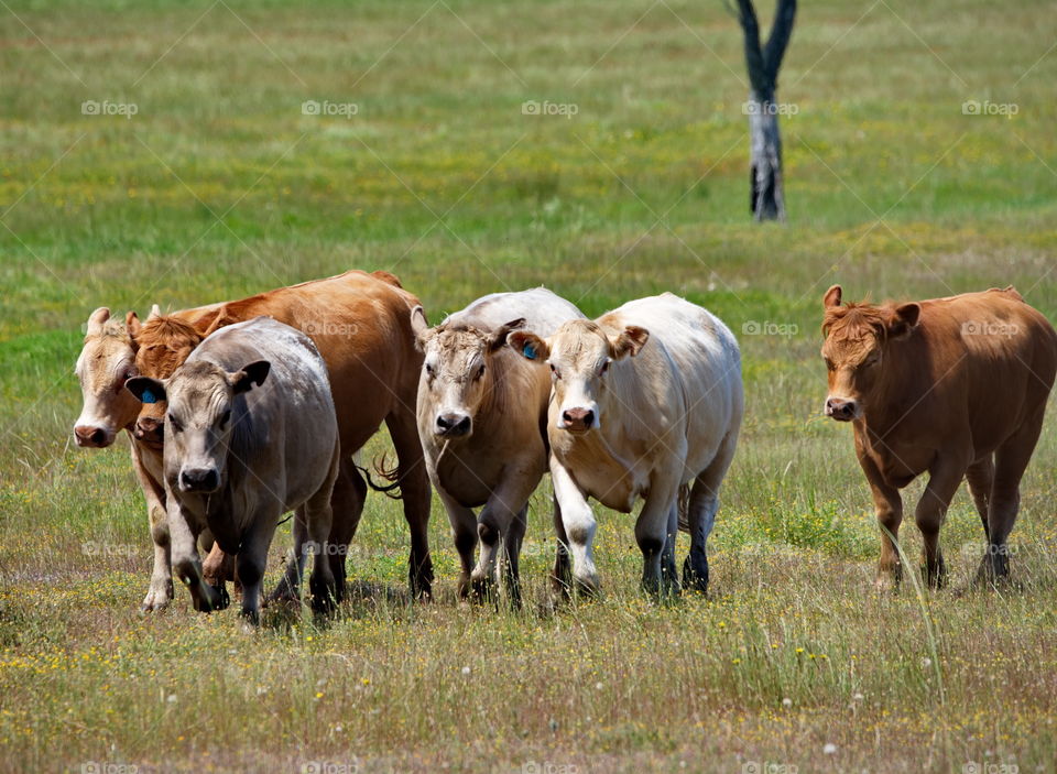 Cattle in a field on a farm