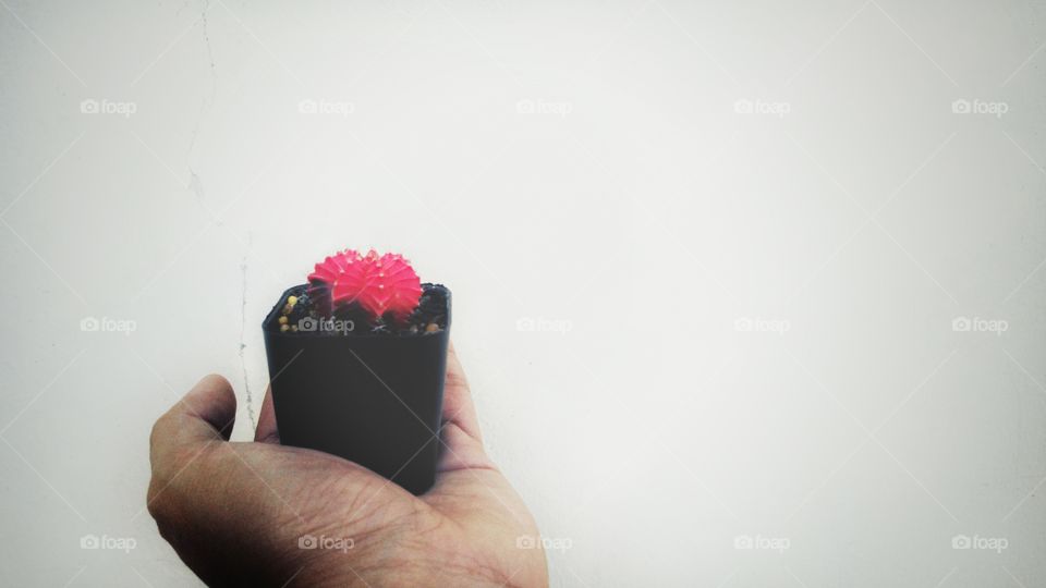 cactus in my hand on white background