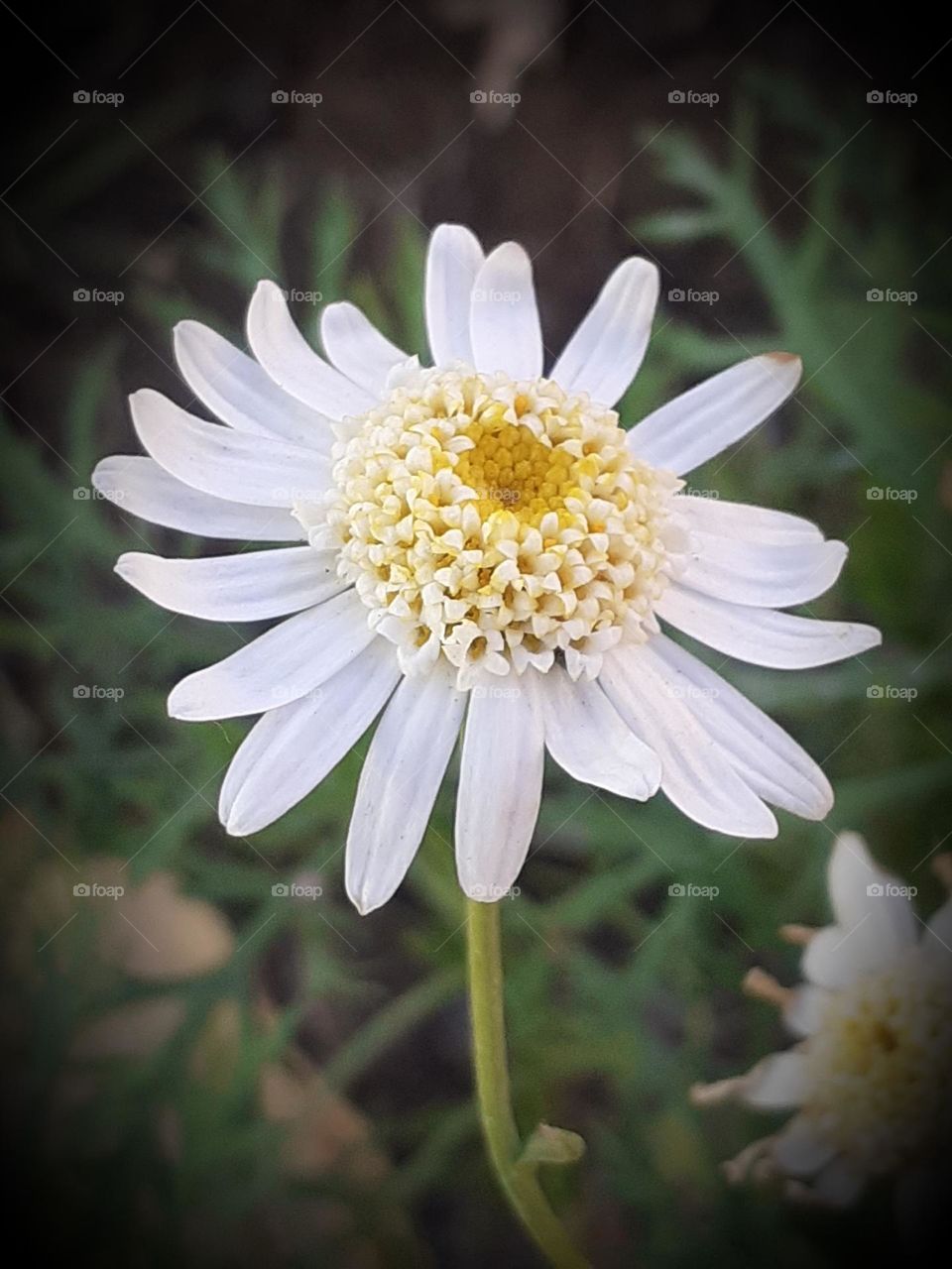 una hermosa flor blanca ante ti