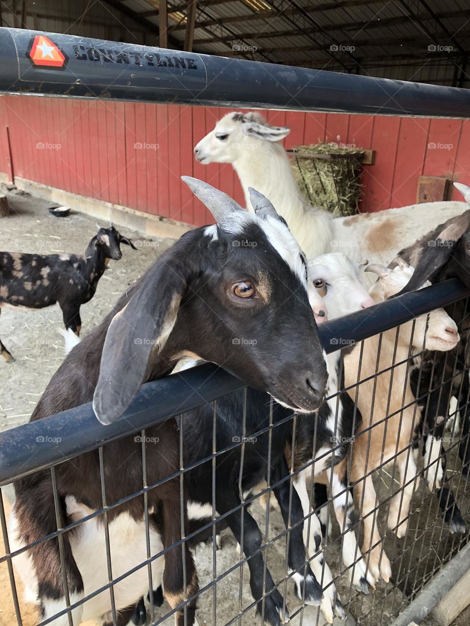 Petting Zoo in Reston Virginia 