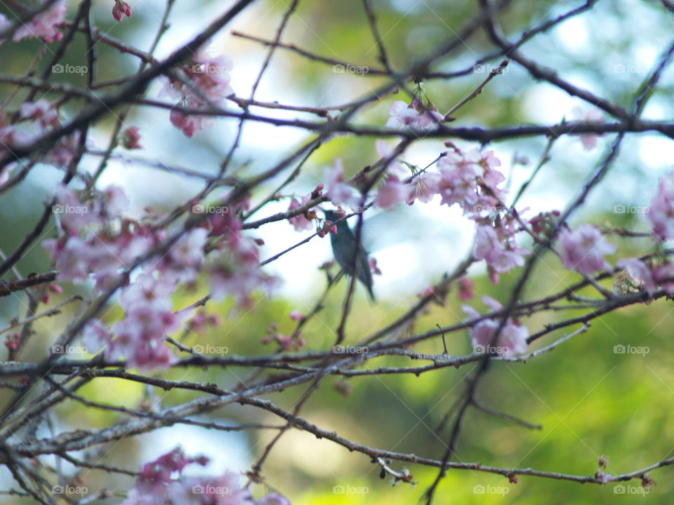 Hummingbird