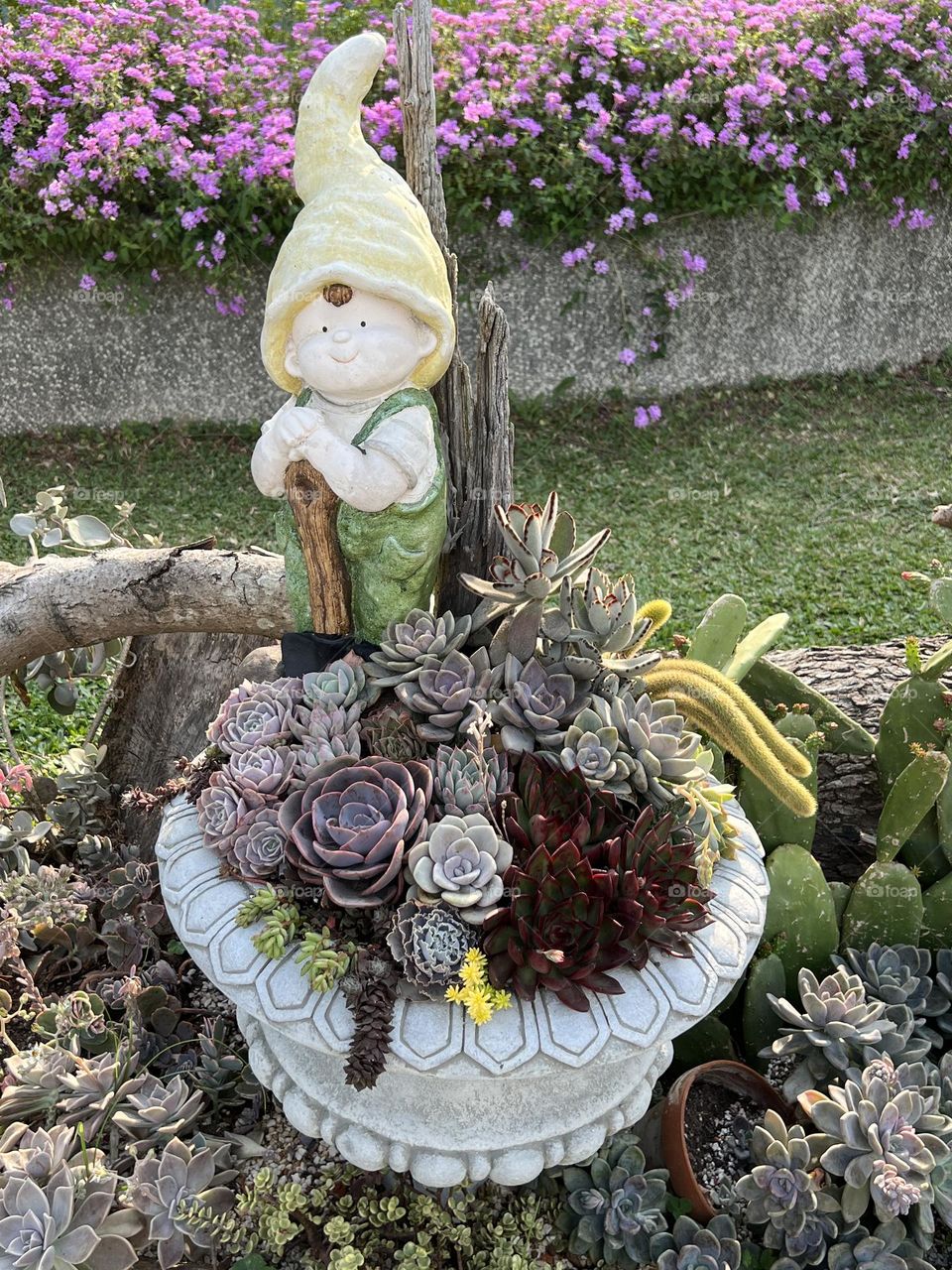 succulent plants in Yuanshan Flower Expo Park