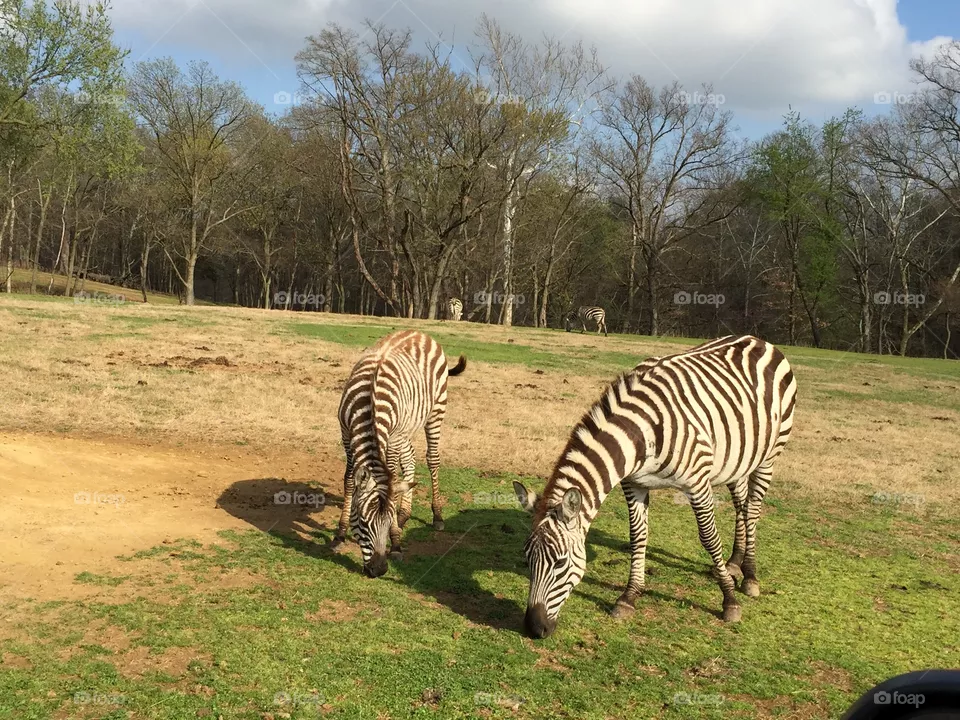 Zebras 