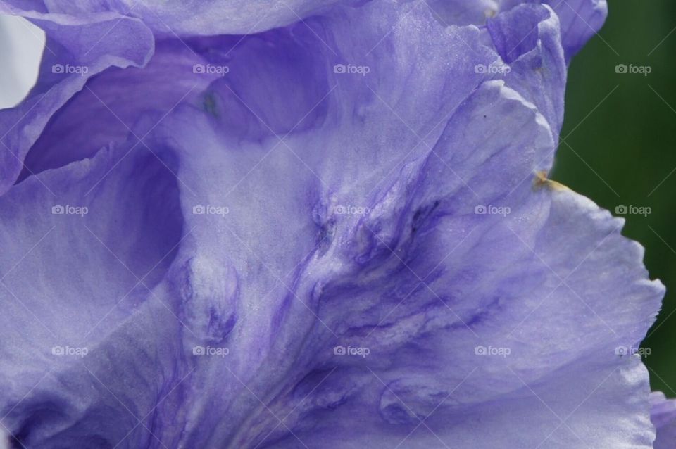 Close up iris petal