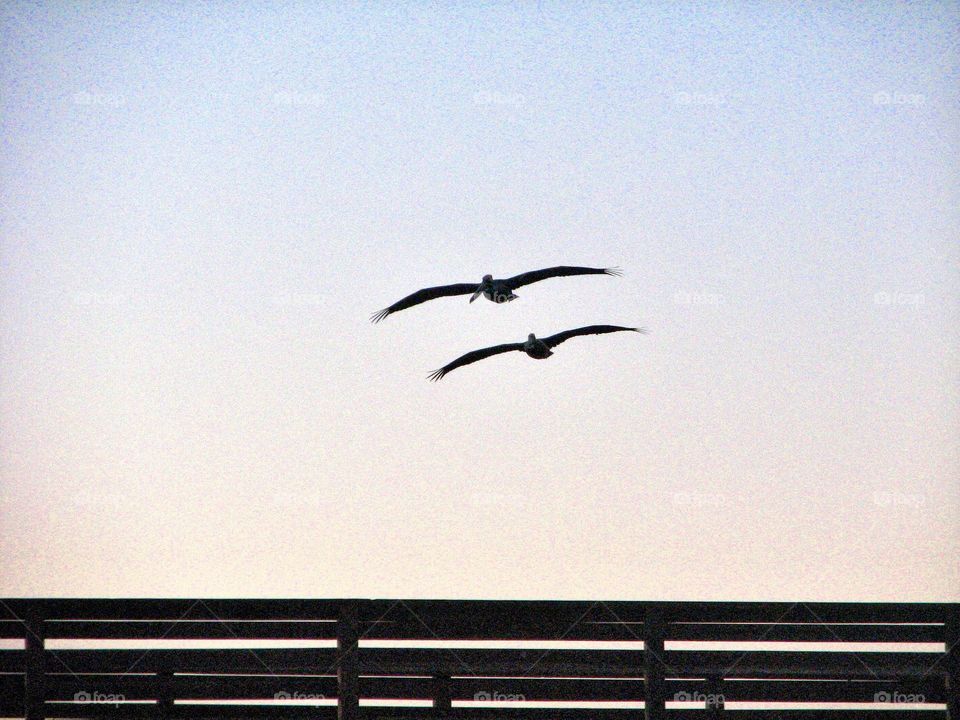 Pelicans flying over the pier. Pelicans flying over the pier at sunrise
