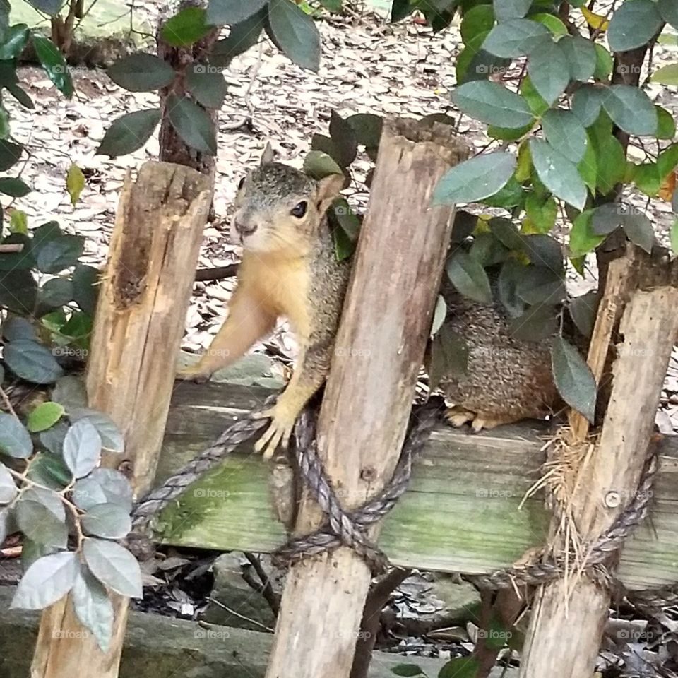 Brown squirrel posing on a wooden fence in front of a green leafy bush