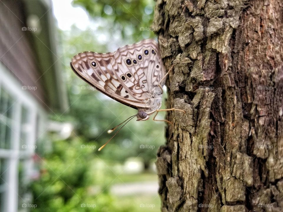 Butterfly on the bark of a Tree