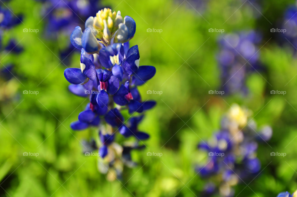 Blue bonnets 