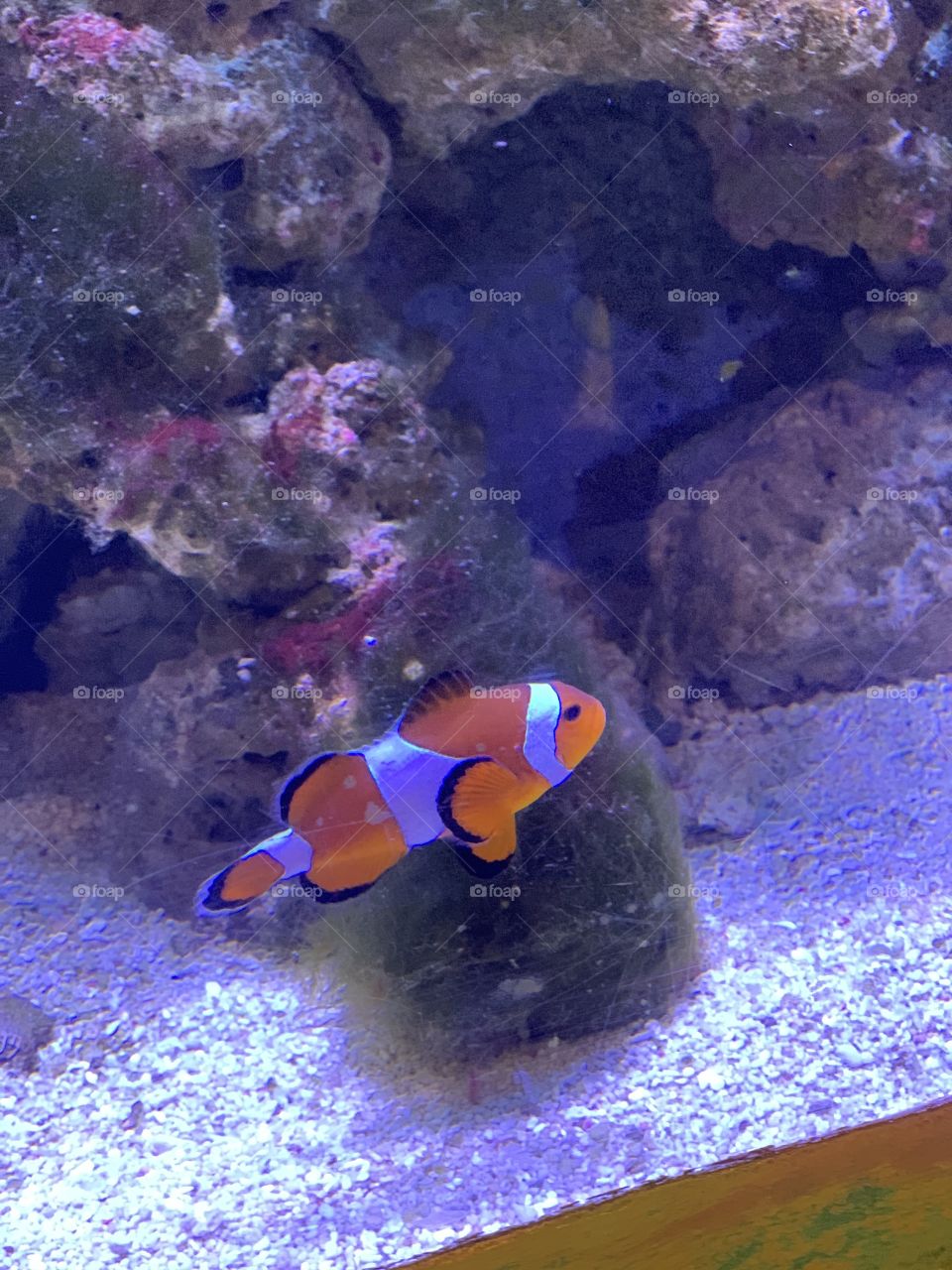 Dubai mall aquarium! Found nemo 