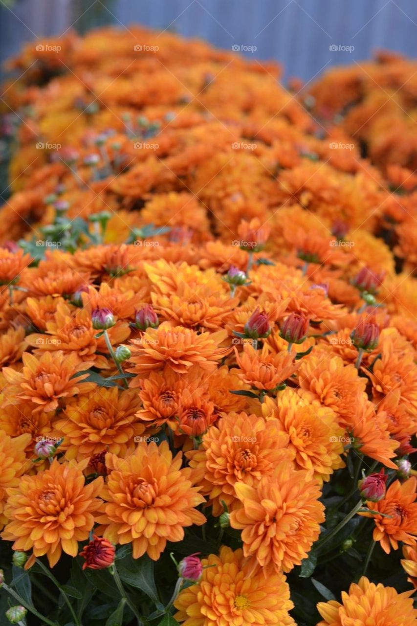 I'm not leaf, I'm Daisy! 