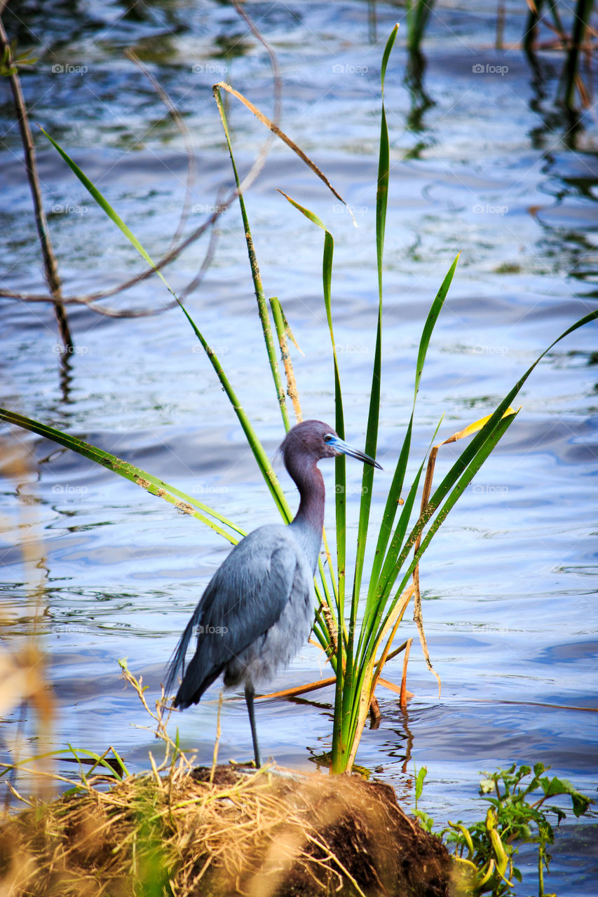 Blue heron . Blue heron by the lake 