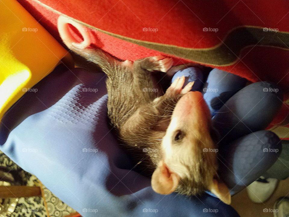 seamus opossum