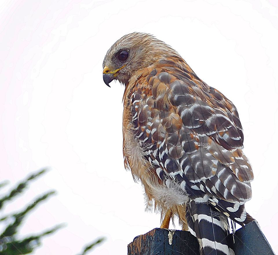 A glorious Mother Nature - Red-shouldered hawk sitting on a sign pole observing his surroundings