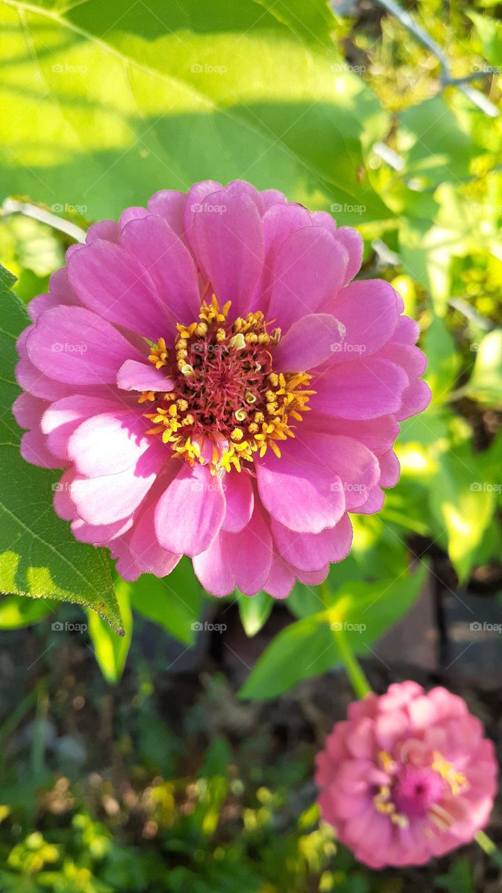 Pink Zinnia