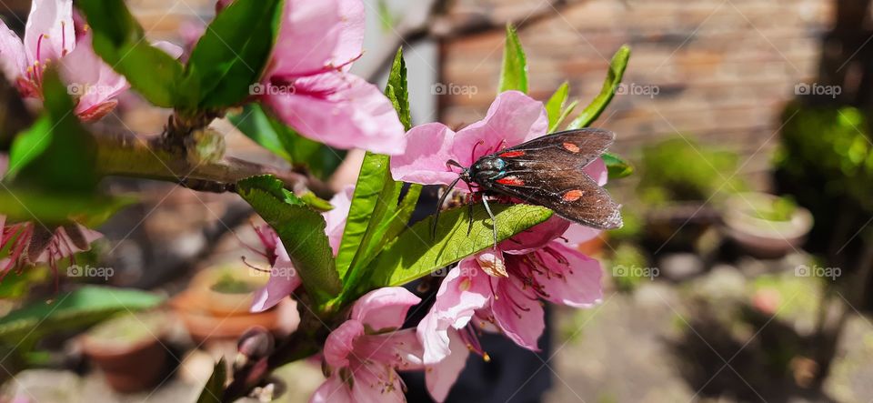 peach and pollinator