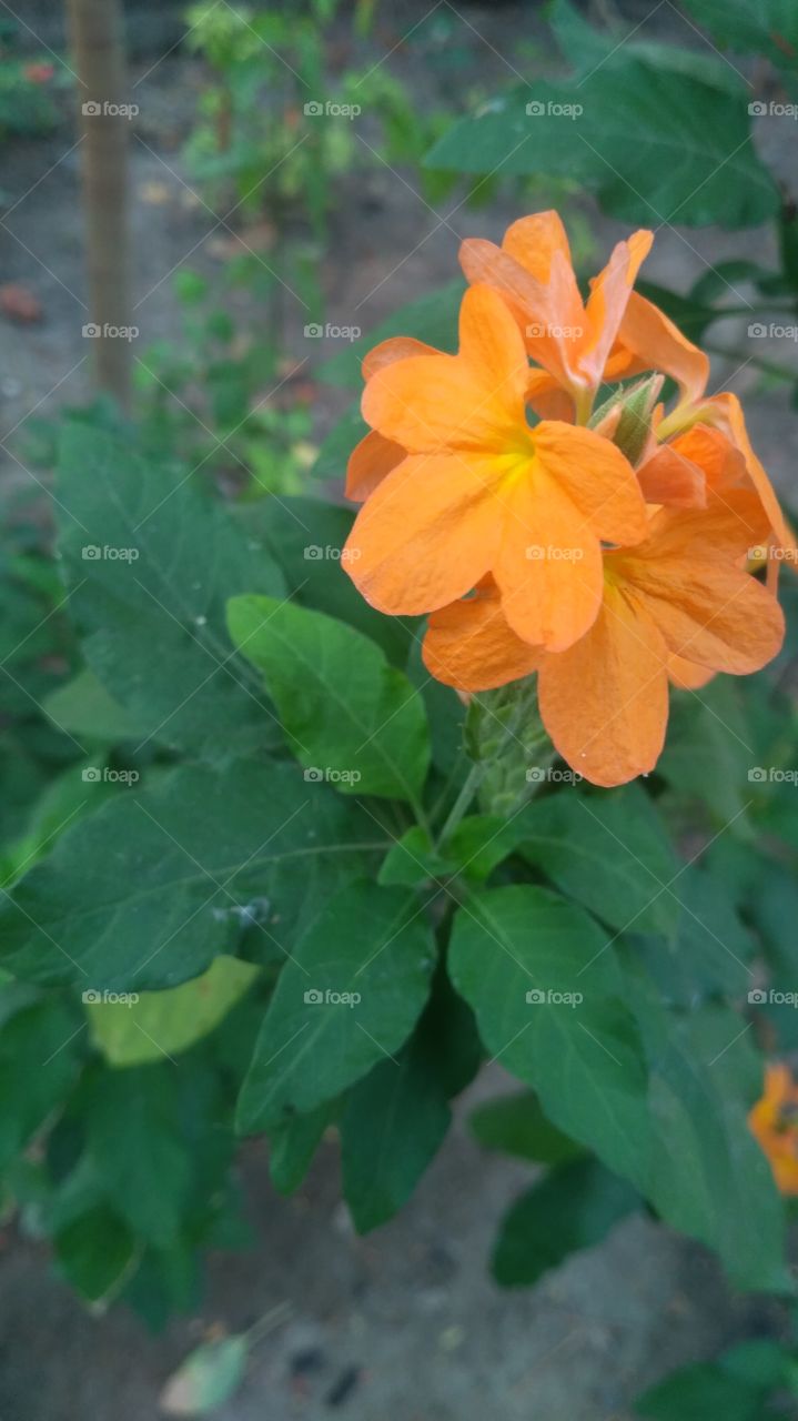 Crossandra infundibuliformis, the firecracker flower, is a species of flowering plant in the family Acanthaceae, native to southern India. It is most often found in south Indian.