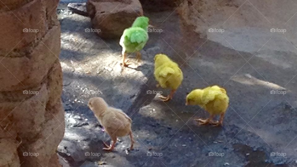 There are 4 birds which is available in 4 different colours but this 4 bird's mother is only 1 .That 4 hens of date of birth is same time & place .This 4 bird in one female and 3 mail . They are brothers and sister. This 4 birds food is o vegiterian 