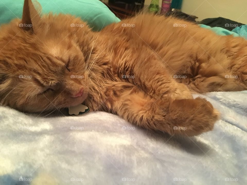 Tiny cat falls asleep 