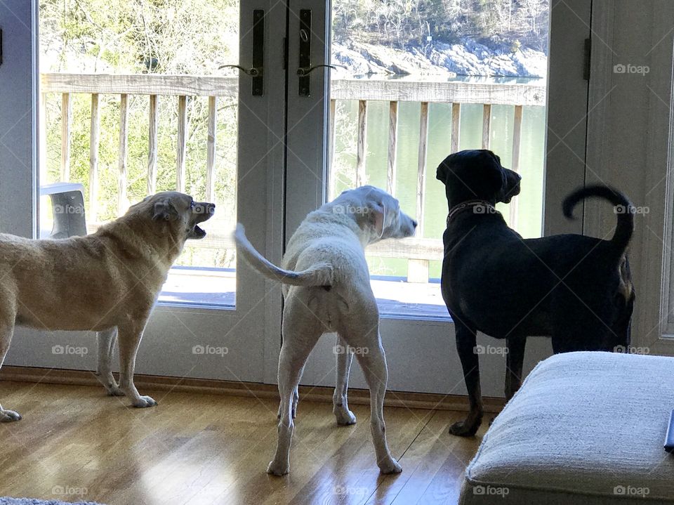 Three dogs looking at the lake