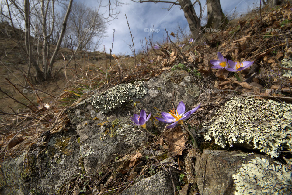 crocus blossoming