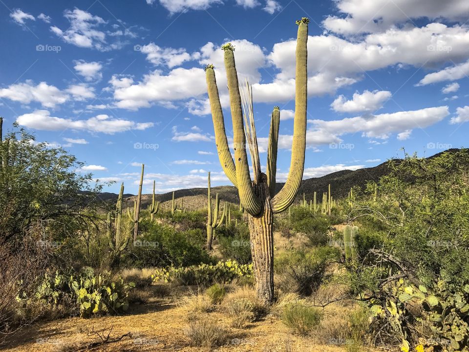 Desert Landscape - Cactus 