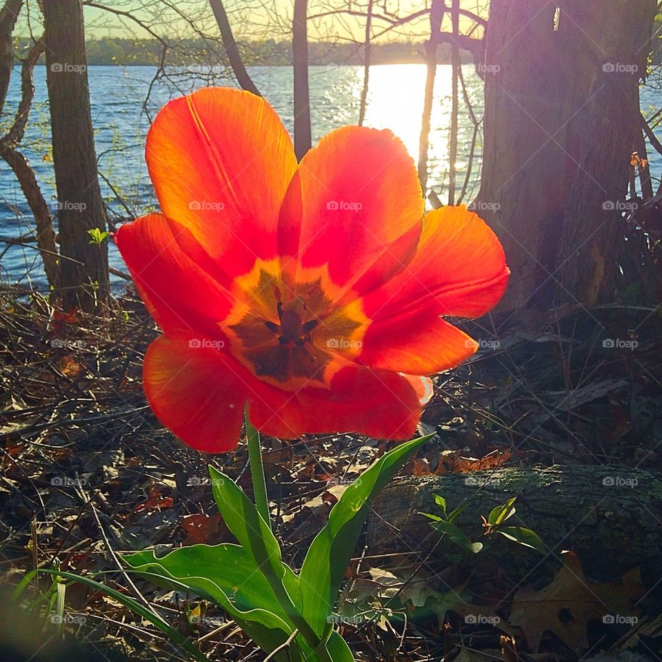 Spring bloom