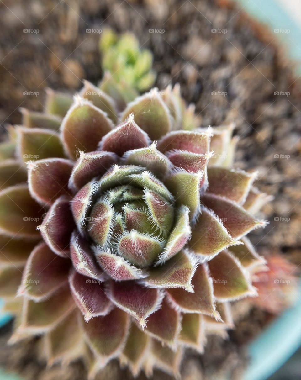 Close up of  'Bronze Pastel' Houseleeks succulent, using an attachment macro lens