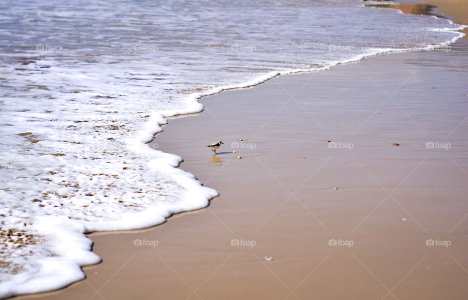 Lonely bird on the beach 