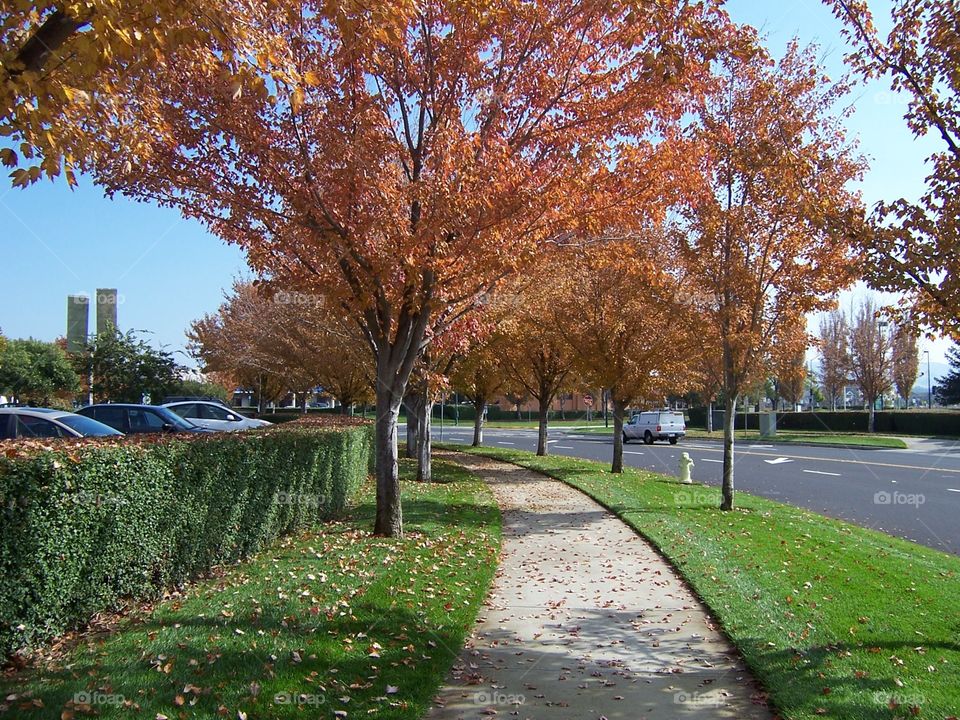 Sidewalk on Fall