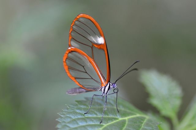 crystal butterfly