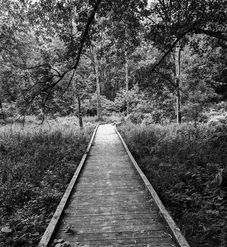 bridge into woods