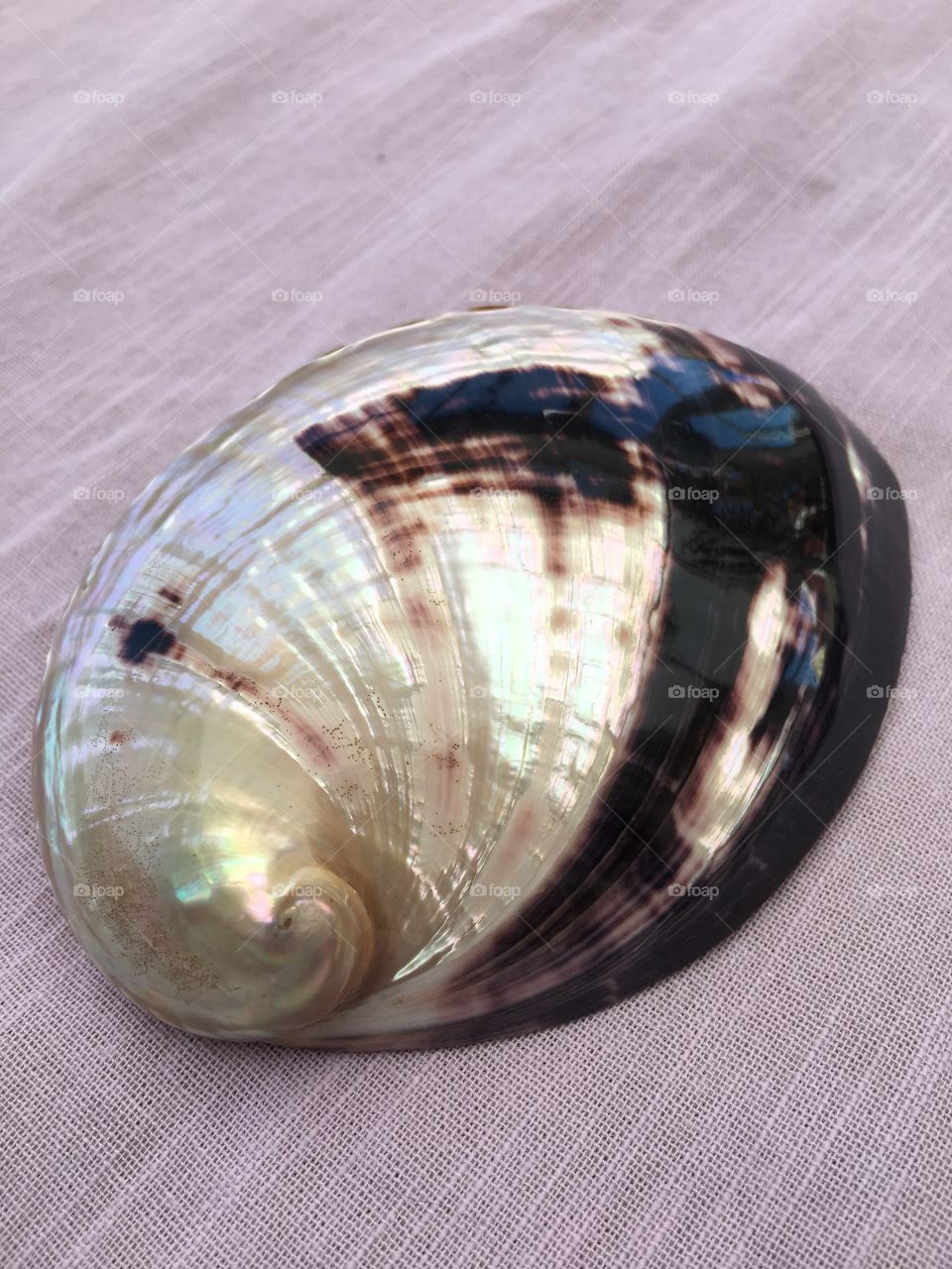 Shell