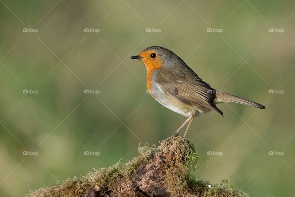 robin