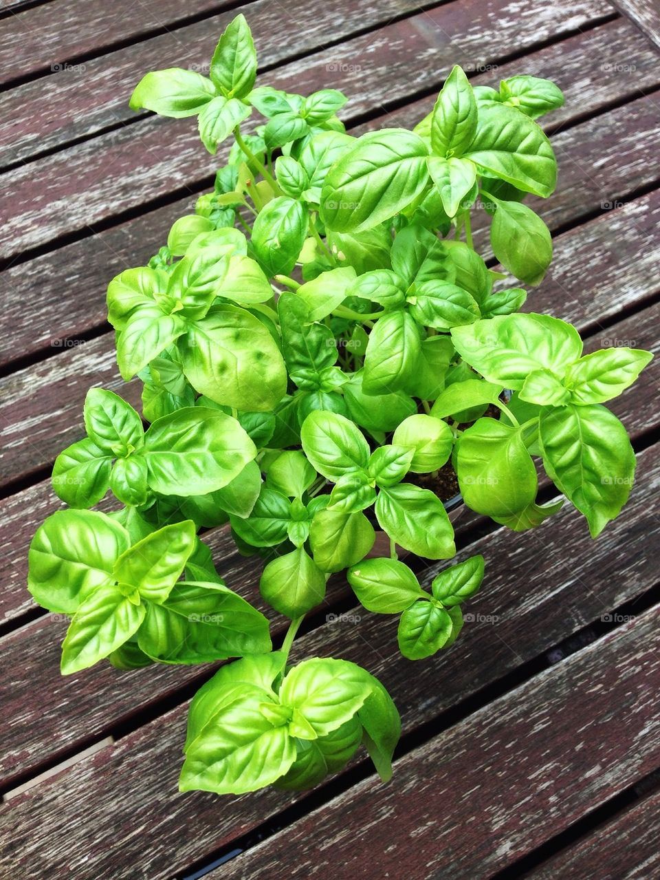 High angle view of basil