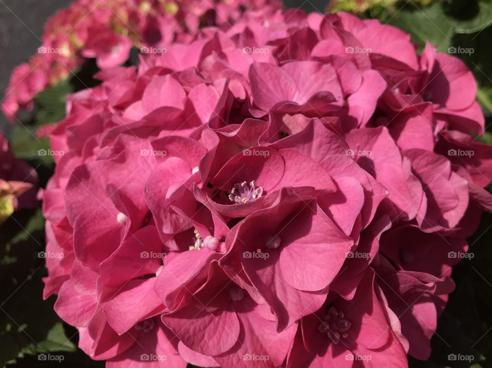Hydrangea Flower