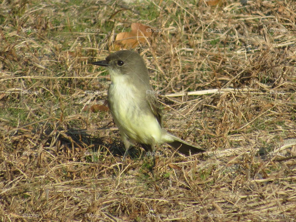 Bird, Wildlife, No Person, Nature, Outdoors