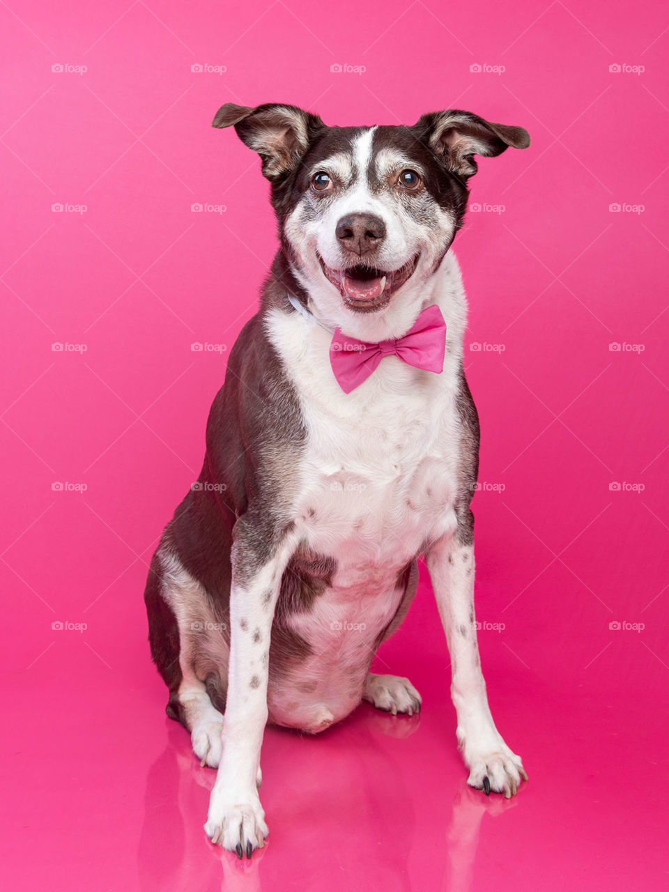 Cachorro com gravata borboleta rosa e fundo rosa