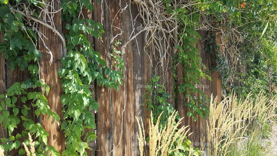 Fence with vines