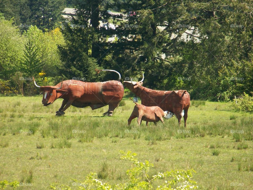 cows in the field