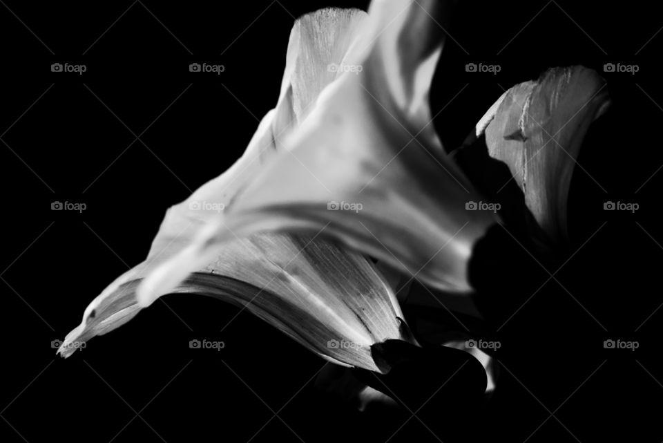 bindweed flowers. b&w